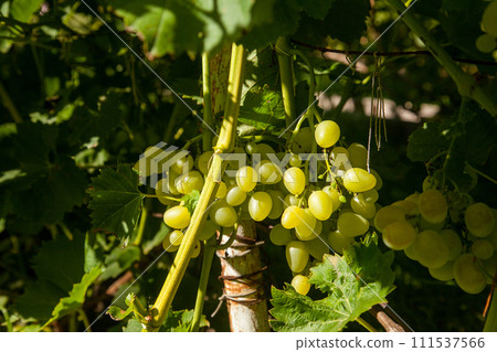 Bunch of green grapes in the garden. 111537566