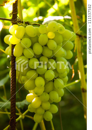 Bunch of green grapes in the garden. 111537582