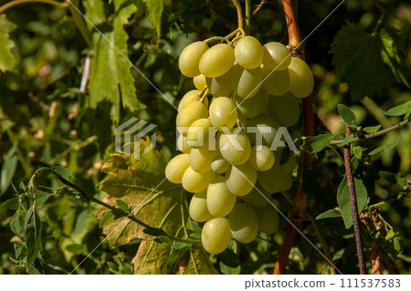 Bunch of green grapes in the garden. 111537583