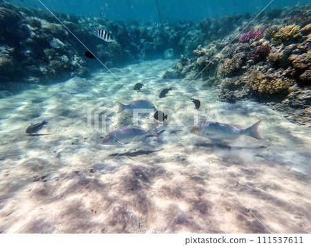 Spangled Emperor fish (Lethrinus Nebulosus) on his coral reef in the Red Sea, Egypt.. 111537611