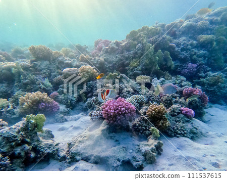 Eritrean butterflyfish or crown butterflyfish (Chaetodon paucifasciatus) at the Red Sea coral reef.. Eritrean butterflyfish or crown butterflyfish (Chaetodon paucifasciatus) at the Red Sea coral reef.. 111537615