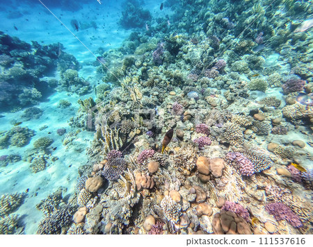 Underwater life of reef with corals and tropical fish. Coral Reef at the Red Sea, Egypt. 111537616