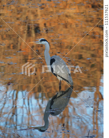Heron aiming for prey 111537621