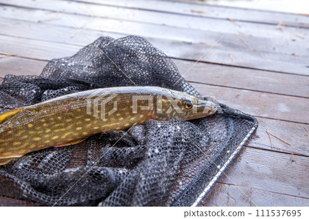 Freshwater pike and fishing equipment lies on vintage wooden background. Composition on wooden background with yellow leaves.. 111537695