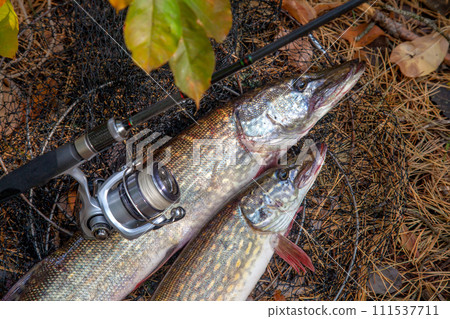 Freshwater pike fish. Two Freshwater pikes fish lies on keep net and fishing rod with reel.. 111537711