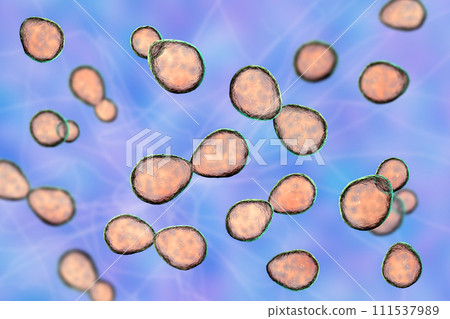 Histoplasma capsulatum yeasts, 3D illustration 111537989