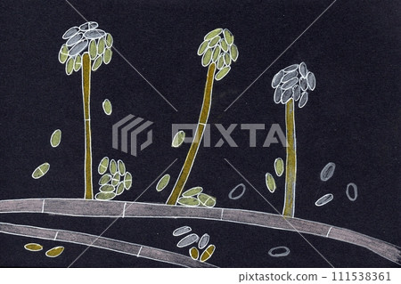Acremonium mould fungus, hand drawn illustration Acremonium mould fungus, hand drawn illustration 111538361