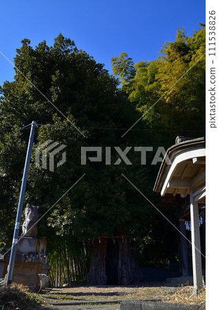 埼玉縣小川町益尾市的能量勝地白山神社的神樹大橡樹 111538826