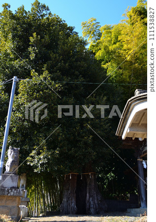 埼玉縣小川町益尾市的能量勝地白山神社的神樹大橡樹 埼玉縣小川町益尾市的能量勝地白山神社的神樹大橡樹 111538827
