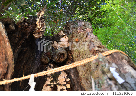 埼玉縣小川町益尾市的能量勝地白山神社的神樹大橡樹 111539366