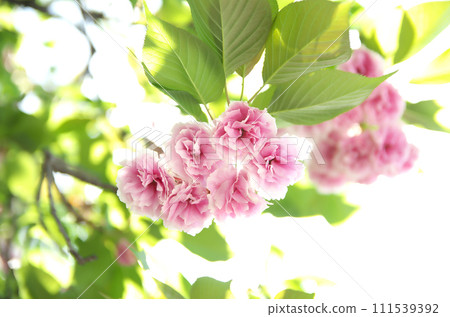 Visit Rokusono Shrine in spring 111539392