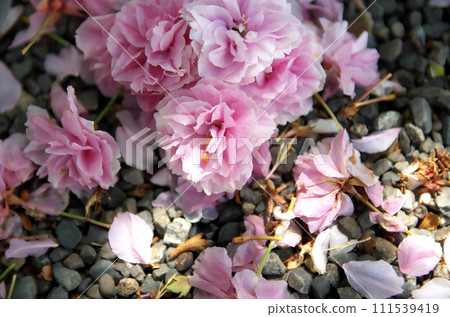 春天參拜六園神社 111539419