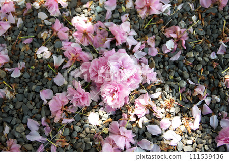 Visit Rokusono Shrine in spring 111539436
