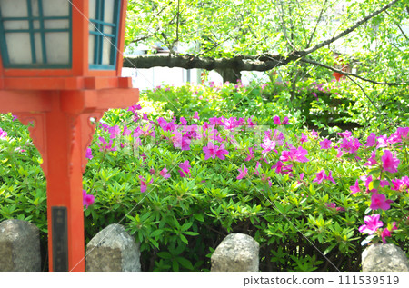 春天參拜六園神社 春天參拜六園神社 111539519