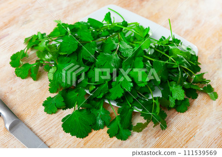 Fresh bunch of cilantro on a white plate 111539569