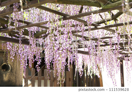 Visit Rokusono Shrine in spring 111539628