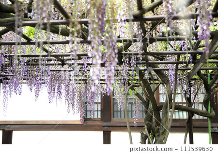 春天參拜六園神社 111539630