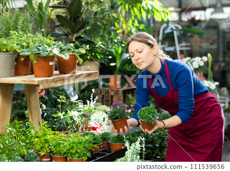 Gardener woman holding potted thyme and melissa in container garden Gardener woman holding potted thyme and melissa in container garden 111539656