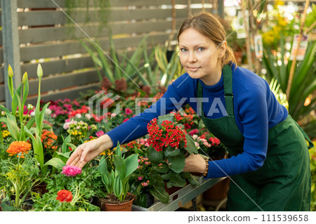 Woman seller holding kalanchoe blossomfeld in flower shop 111539658