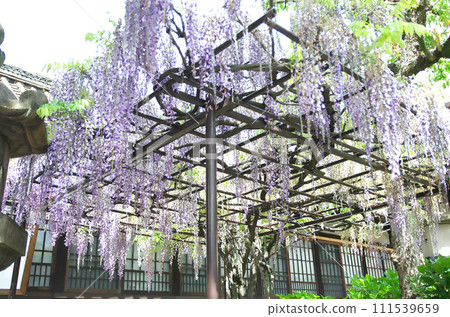 Visit Rokusono Shrine in spring 111539659