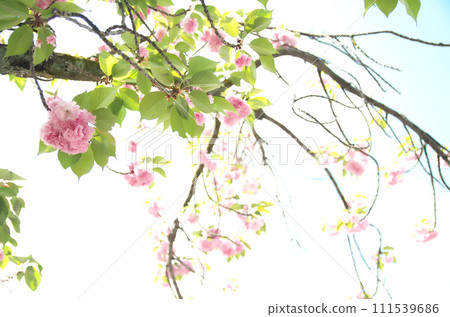 Visit Rokusono Shrine in spring 111539686