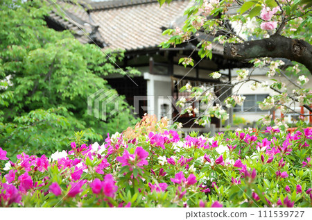 Visit Rokusono Shrine in spring Visit Rokusono Shrine in spring 111539727