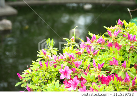 Visit Rokusono Shrine in spring 111539728