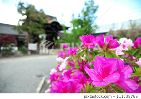 春天參拜六園神社 111539769