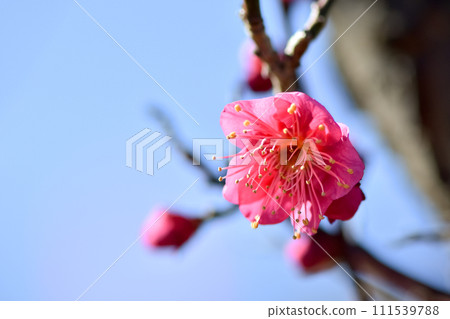 紅梅在藍天映襯下熠熠生輝 111539788