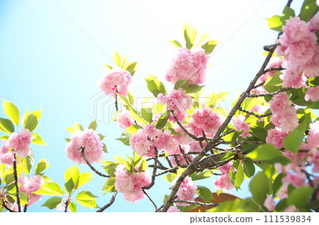 Visit Rokusono Shrine in spring 111539834