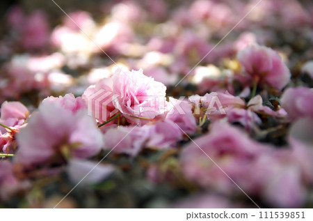 Visit Rokusono Shrine in spring 111539851