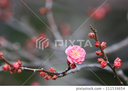 一朵初開的梅花,一朵梅花,一朵初開的紅梅 一朵初開的梅花,一朵梅花,一朵初開的紅梅 111539854