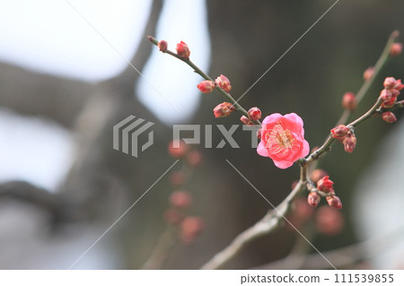 一朵初開的梅花,一朵梅花,一朵初開的紅梅 一朵初開的梅花,一朵梅花,一朵初開的紅梅 111539855