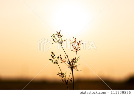 Silhouette of small flower and light of sunset Silhouette of small flower and light of sunset 111539856