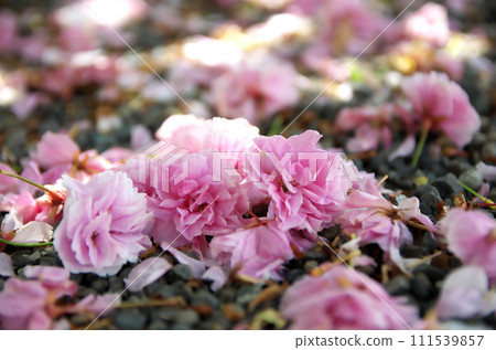 Visit Rokusono Shrine in spring Visit Rokusono Shrine in spring 111539857