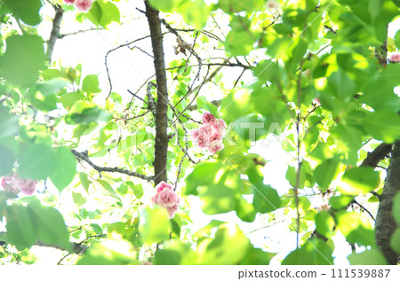 Visit Rokusono Shrine in spring Visit Rokusono Shrine in spring 111539887