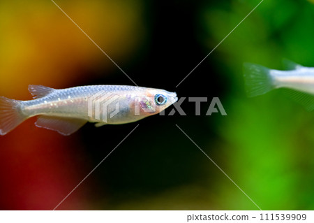 White medaka 111539909