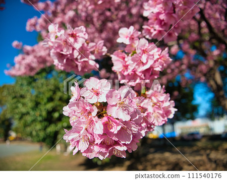 Cherry blossoms in full bloom in a sunny park 111540176