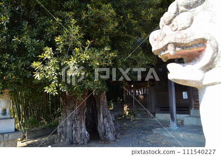 埼玉縣小川町益尾市的能量勝地白山神社的神樹大橡樹 埼玉縣小川町益尾市的能量勝地白山神社的神樹大橡樹 111540227