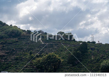 Terraced fields of rain-fed mandarin oranges in Kumamoto Prefecture 111540313