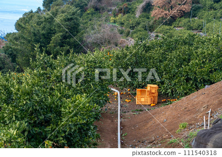 Terraced fields of rain-fed mandarin oranges in Kumamoto Prefecture 111540318