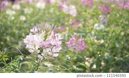 spider flower, Cleome pink flower spider flower, Cleome pink flower 111540393