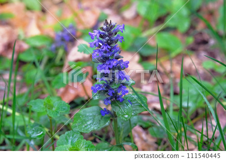 Medicinal healthy herb. Wild Agastache in summer green meadow. Green leaves in forest. Purple blooming nature background. Medicinal healthy herb. Wild Agastache in summer green meadow. Green leaves in forest. Purple blooming nature background. 111540445