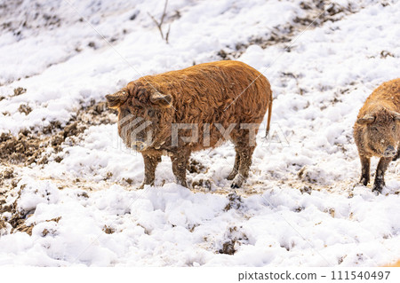 Hungarian mangalitsa pig 111540497