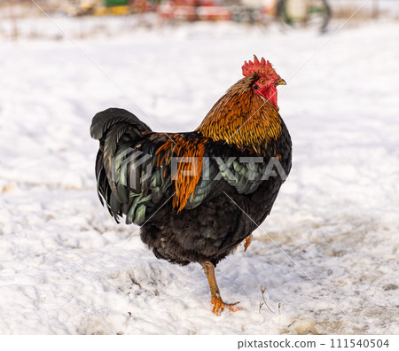 Free range cock in the winter Free range cock in the winter 111540504