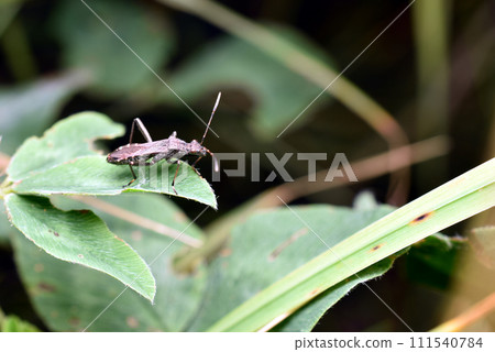 A killer beetle, a predatory beetle sits on a leaf. A killer beetle, a predatory beetle sits on a leaf. 111540784