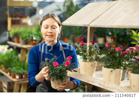 Woman seller holding miniathyrros rose in flower shop Woman seller holding miniathyrros rose in flower shop 111540817