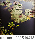 蓮花葉子漂浮在水面上 111540818