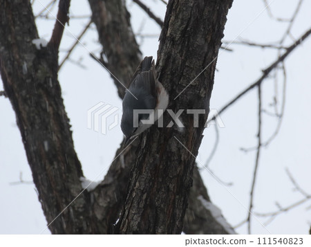White-bellied nuthatch perching on a tree 111540823