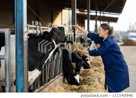 Female farmer feeding cows with hay in cowshed of dairy farm 111540946
